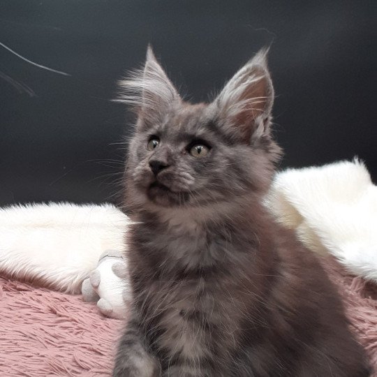 Aspen Mâle Maine coon