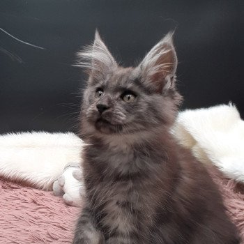 chaton Maine coon black smoke Aspen La Chatterie des targuizier's chaton Maine coon black smoke Aspen La Chatterie des targuizier's