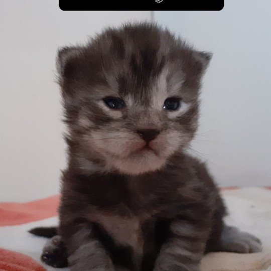 chaton Maine coon black smoke Aston La Chatterie des targuizier's