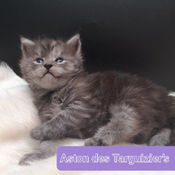 chaton Maine coon black smoke Aston La Chatterie des targuizier's chaton Maine coon black smoke Aston La Chatterie des targuizier's