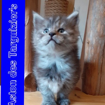 chaton Maine coon black smoke Aston La Chatterie des targuizier's chaton Maine coon black smoke Aston La Chatterie des targuizier's