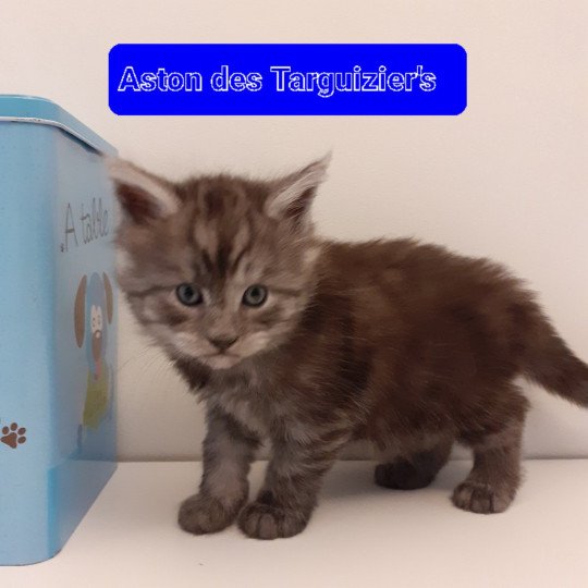 chaton Maine coon black smoke Aston La Chatterie des targuizier's