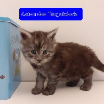 chaton Maine coon black smoke Aston La Chatterie des targuizier's chaton Maine coon black smoke Aston La Chatterie des targuizier's