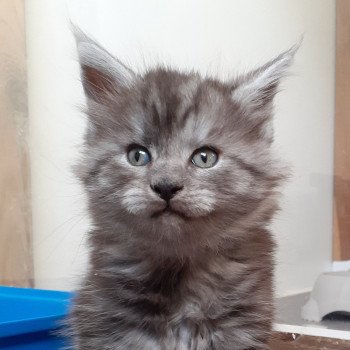 chaton Maine coon black smoke Aston La Chatterie des targuizier's chaton Maine coon black smoke Aston La Chatterie des targuizier's