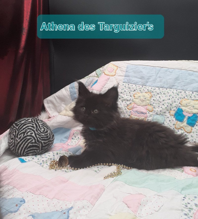 Athéna Femelle Maine coon