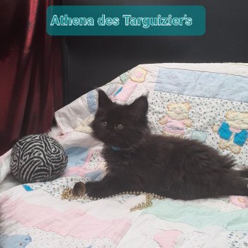 chaton Maine coon black Athéna La Chatterie des targuizier's
