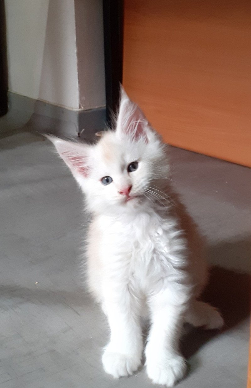 Atlas Mâle Maine coon