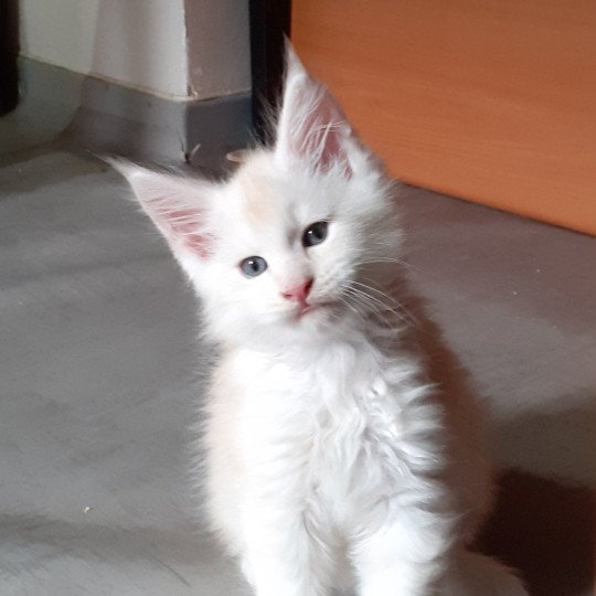 Atlas Mâle Maine coon