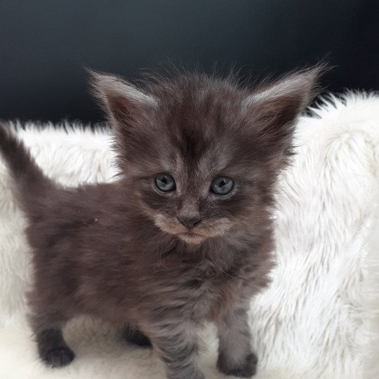 Atsuné Femelle Maine coon