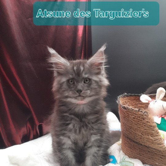 Atsuné Femelle Maine coon