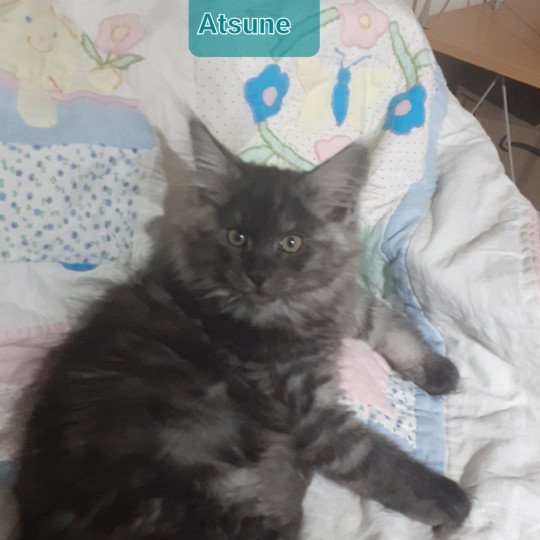 Atsuné Femelle Maine coon