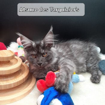 chaton Maine coon black smoke Atsuné La Chatterie des targuizier's
