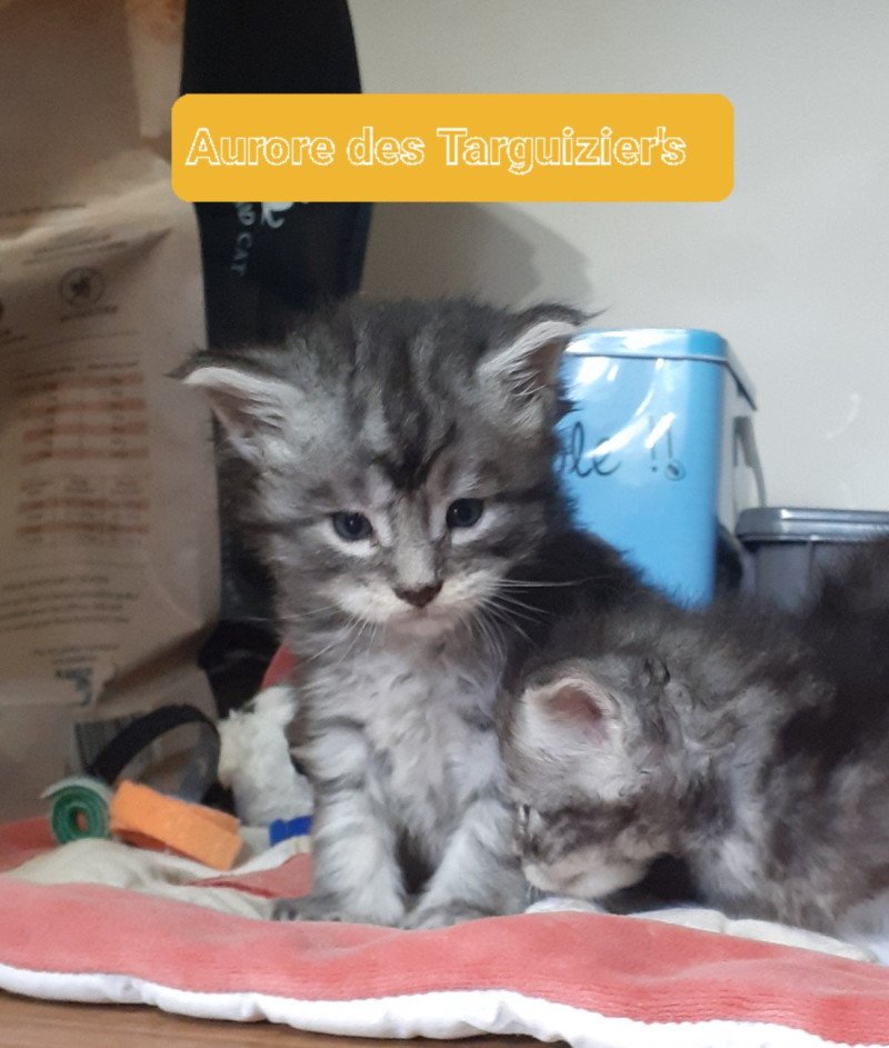 Aurore Femelle Maine coon