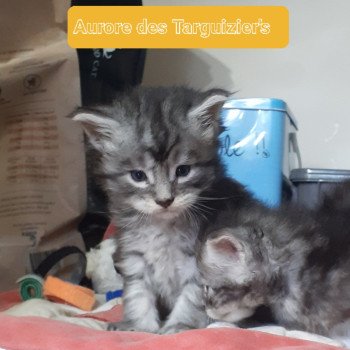 chaton Maine coon black silver blotched tabby Aurore La Chatterie des targuizier's chaton Maine coon black silver blotched tabby Aurore La Chatterie des targuizier's