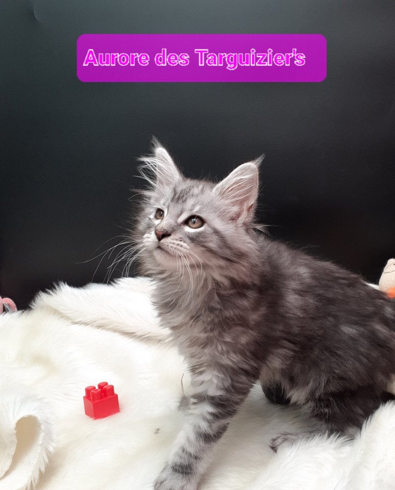 Aurore Femelle Maine coon