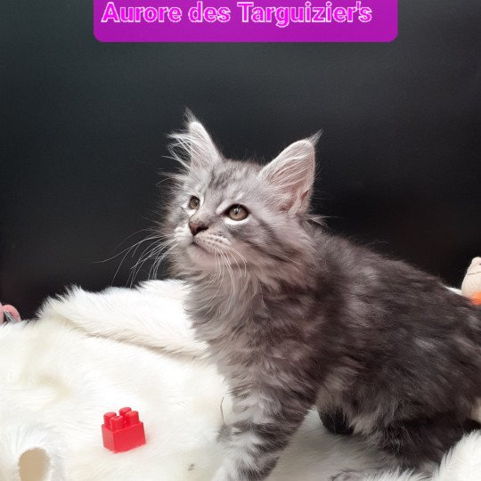 Aurore Femelle Maine coon