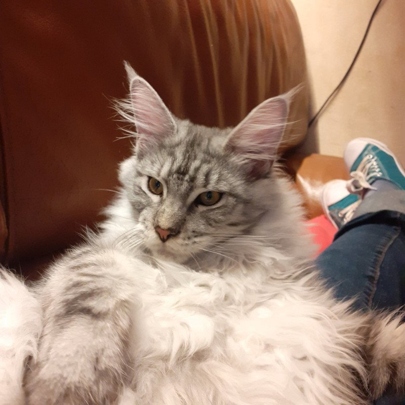 Aurore Femelle Maine coon Aurore Femelle Maine coon