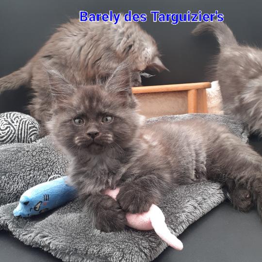 chaton Maine coon black smoke Barely La Chatterie des targuizier's