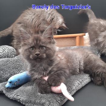 chaton Maine coon black smoke Barely La Chatterie des targuizier's