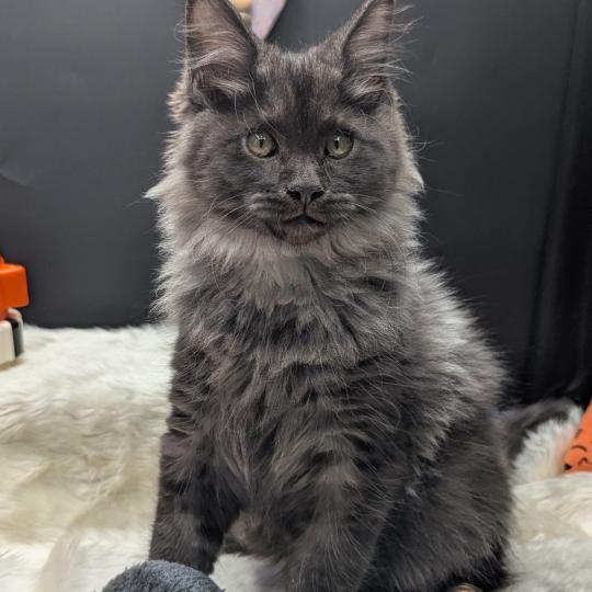 chaton Maine coon black smoke Barely La Chatterie des targuizier's