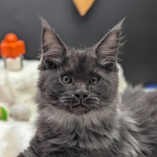 chaton Maine coon black smoke Barely La Chatterie des targuizier's