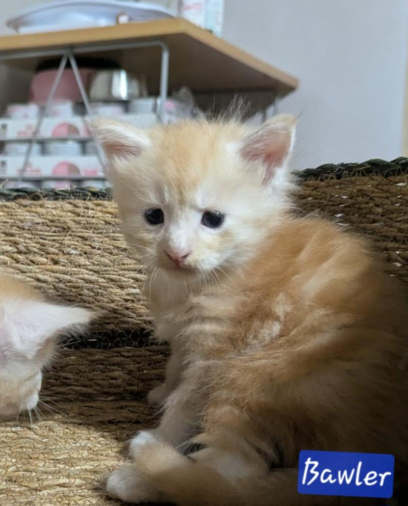 BAWLER Mâle Maine coon