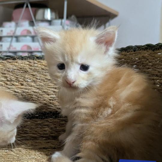BAWLER Mâle Maine coon