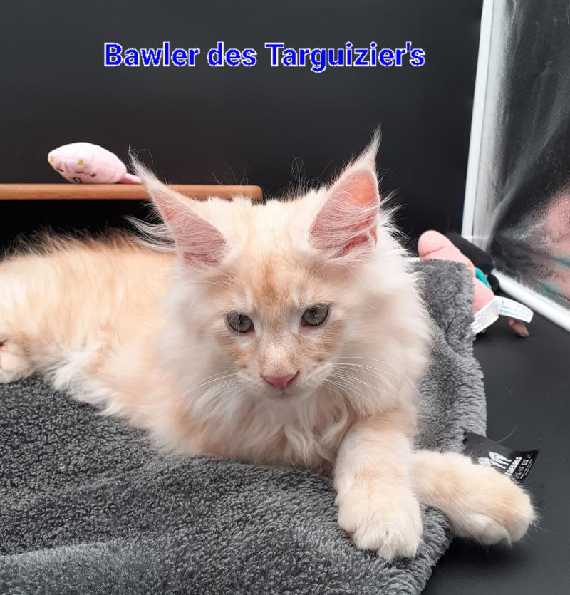 BAWLER Mâle Maine coon