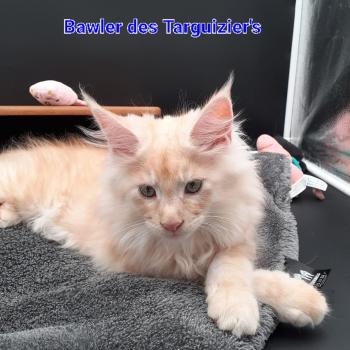 chaton Maine coon red silver blotched tabby BAWLER La Chatterie des targuizier's