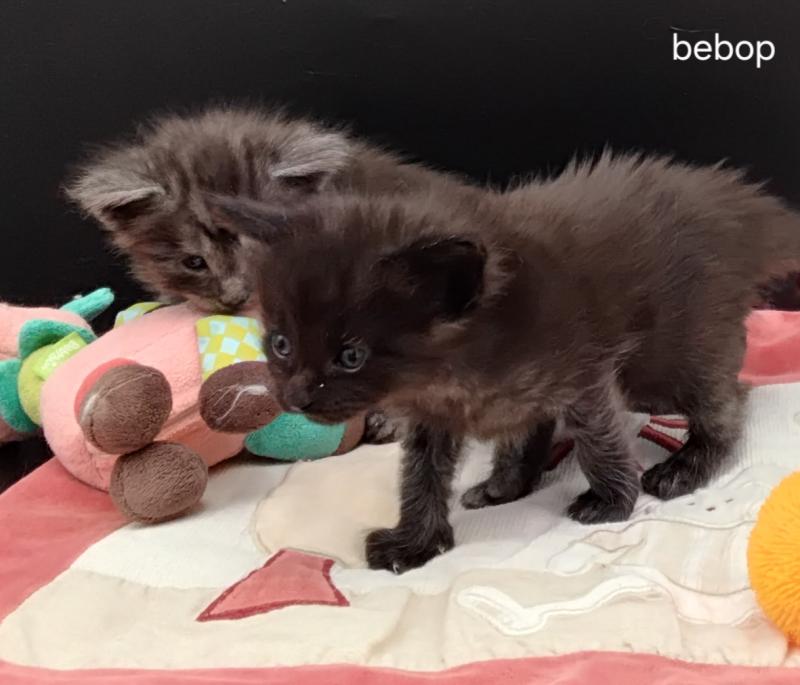 Be-Bop Femelle Maine coon