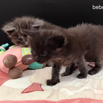 chaton Maine coon black Be-Bop La Chatterie des targuizier's