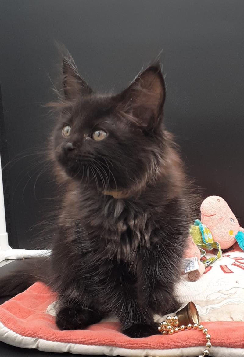 Be-Bop Femelle Maine coon