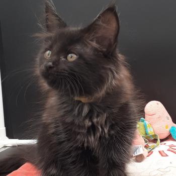 chaton Maine coon black Be-Bop La Chatterie des targuizier's
