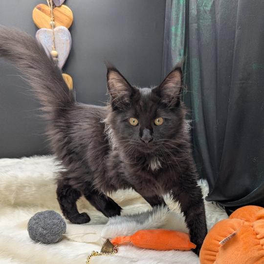 Be-Bop Femelle Maine coon