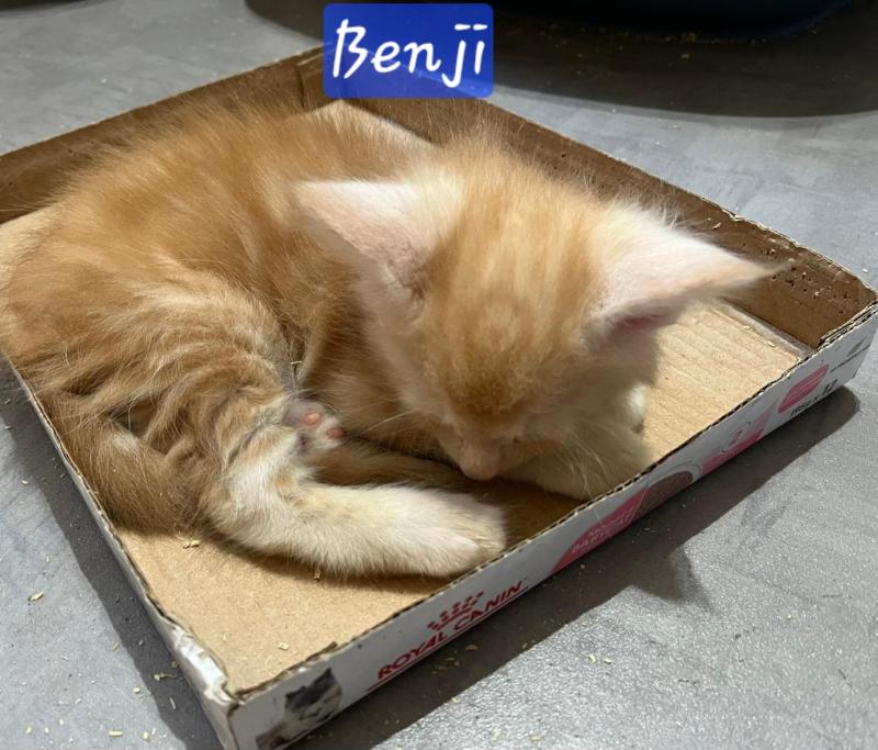 BENJI Mâle Maine coon