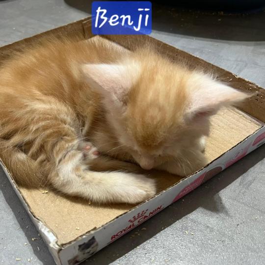 BENJI Mâle Maine coon
