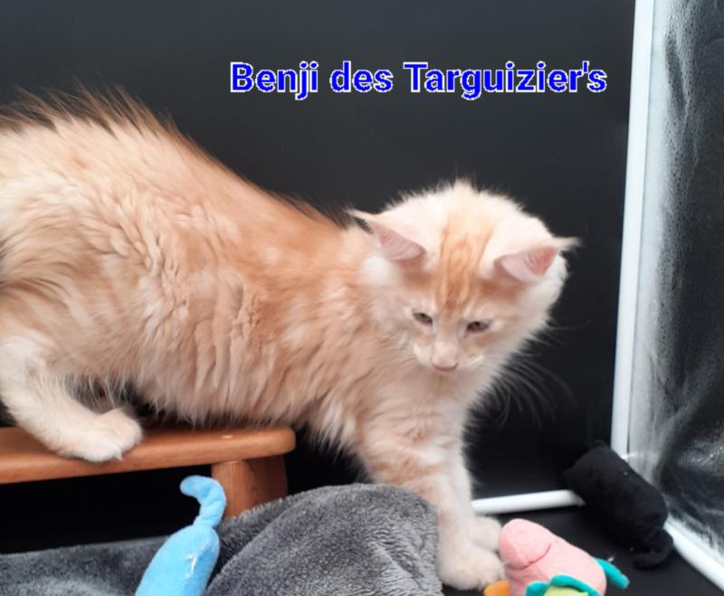 BENJI Mâle Maine coon