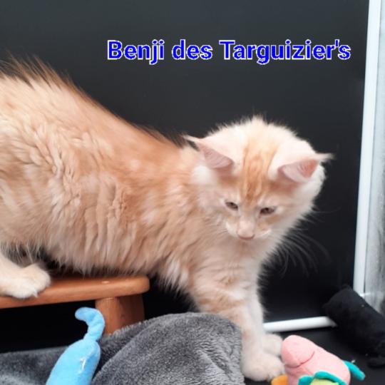 BENJI Mâle Maine coon
