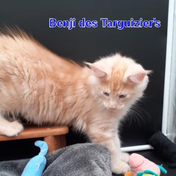 chaton Maine coon red smoke BENJI La Chatterie des targuizier's