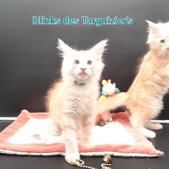 chaton Maine coon red silver blotched tabby BLINKS La Chatterie des targuizier's