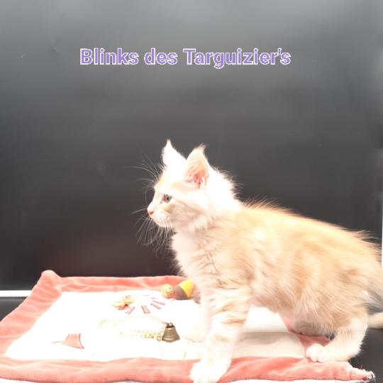 chaton Maine coon red silver blotched tabby BLINKS La Chatterie des targuizier's