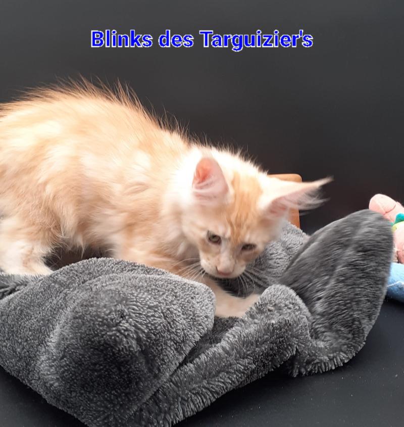 BLINKS Mâle Maine coon
