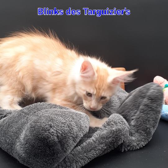 BLINKS Mâle Maine coon
