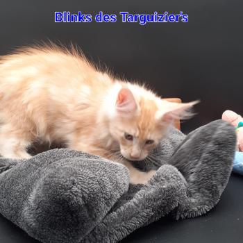 chaton Maine coon red silver blotched tabby BLINKS La Chatterie des targuizier's