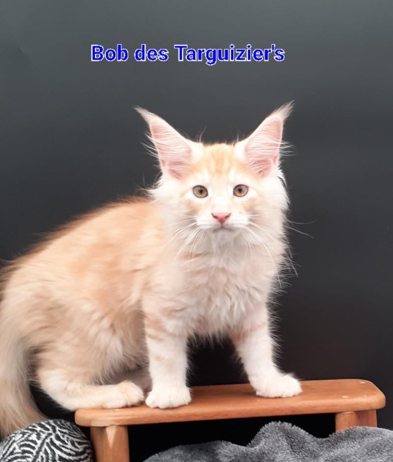 BOB Mâle Maine coon