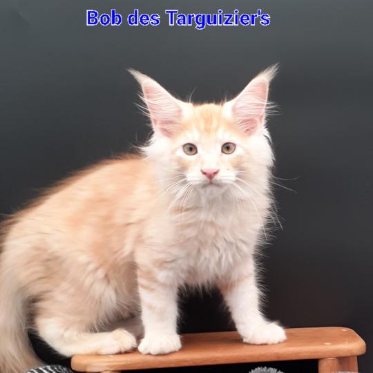 BOB Mâle Maine coon