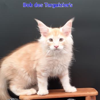 chaton Maine coon red silver mackerel tabby BOB La Chatterie des targuizier's
