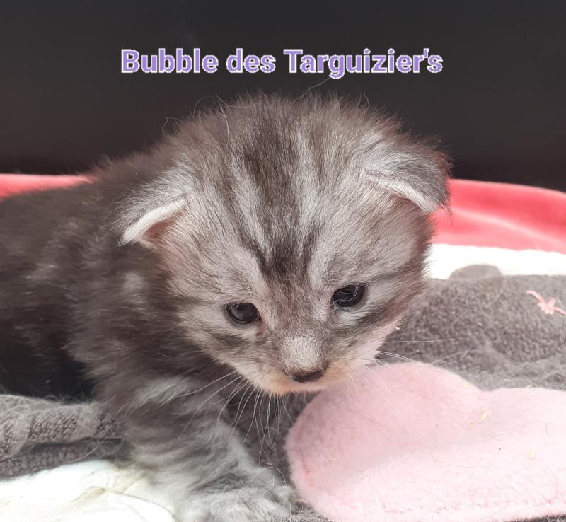 Bubble Femelle Maine coon