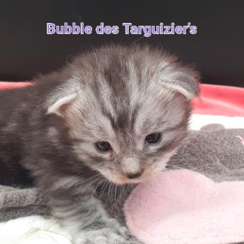 chaton Maine coon black silver blotched tabby Bubble La Chatterie des targuizier's