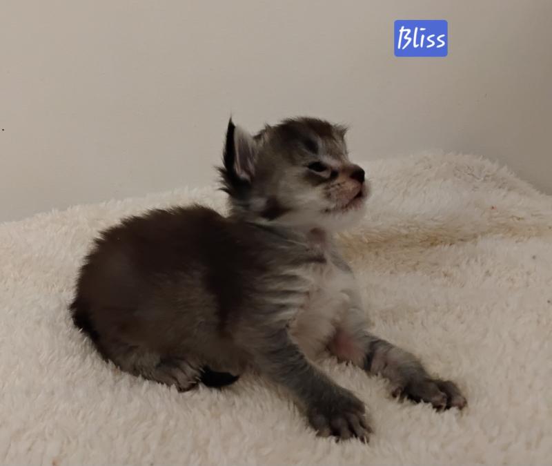 Bliss Femelle Maine coon polydactyle